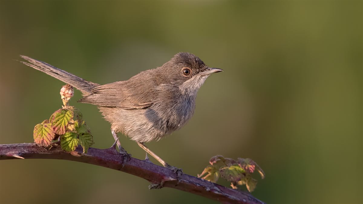 Sardinian Warbler
