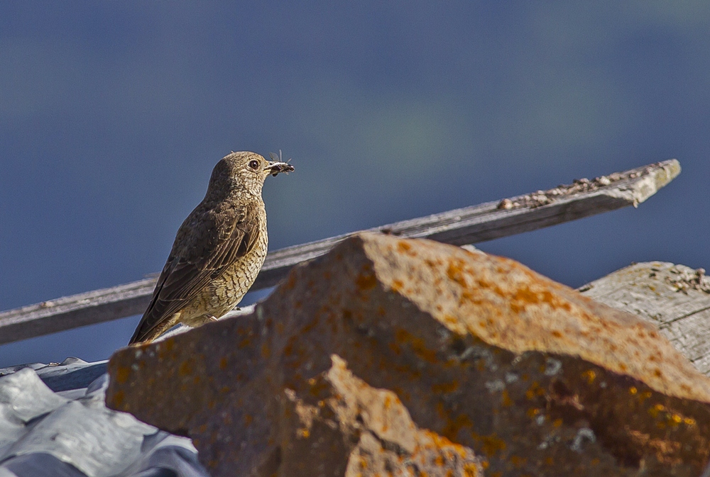 Common Rock Thrush