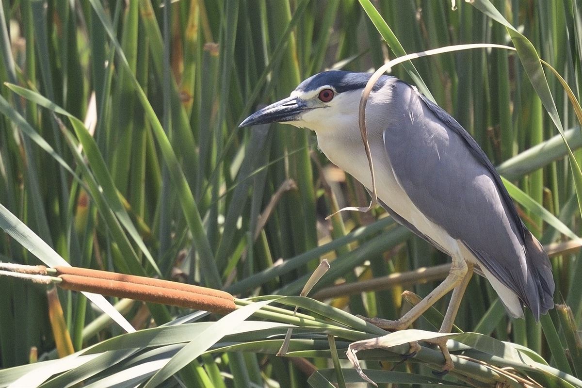 Black-crowned Night Heron