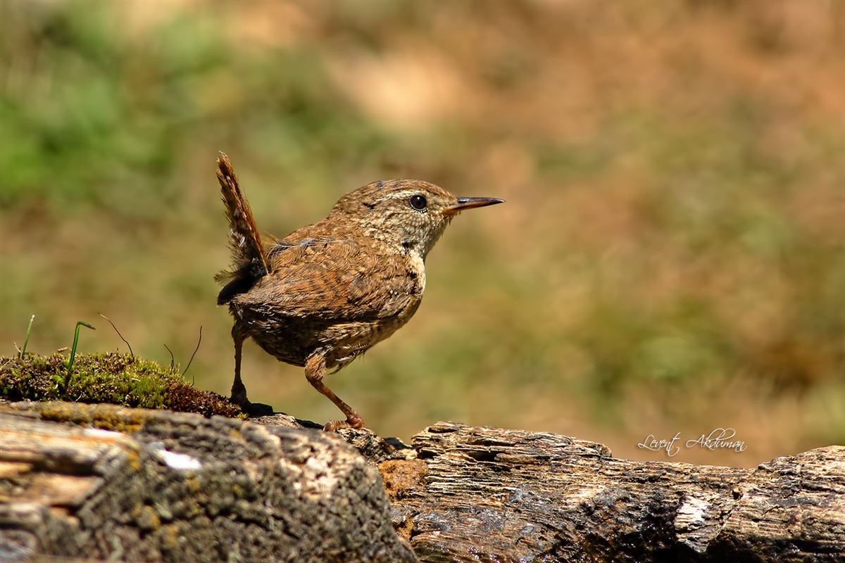 Eurasian Wren