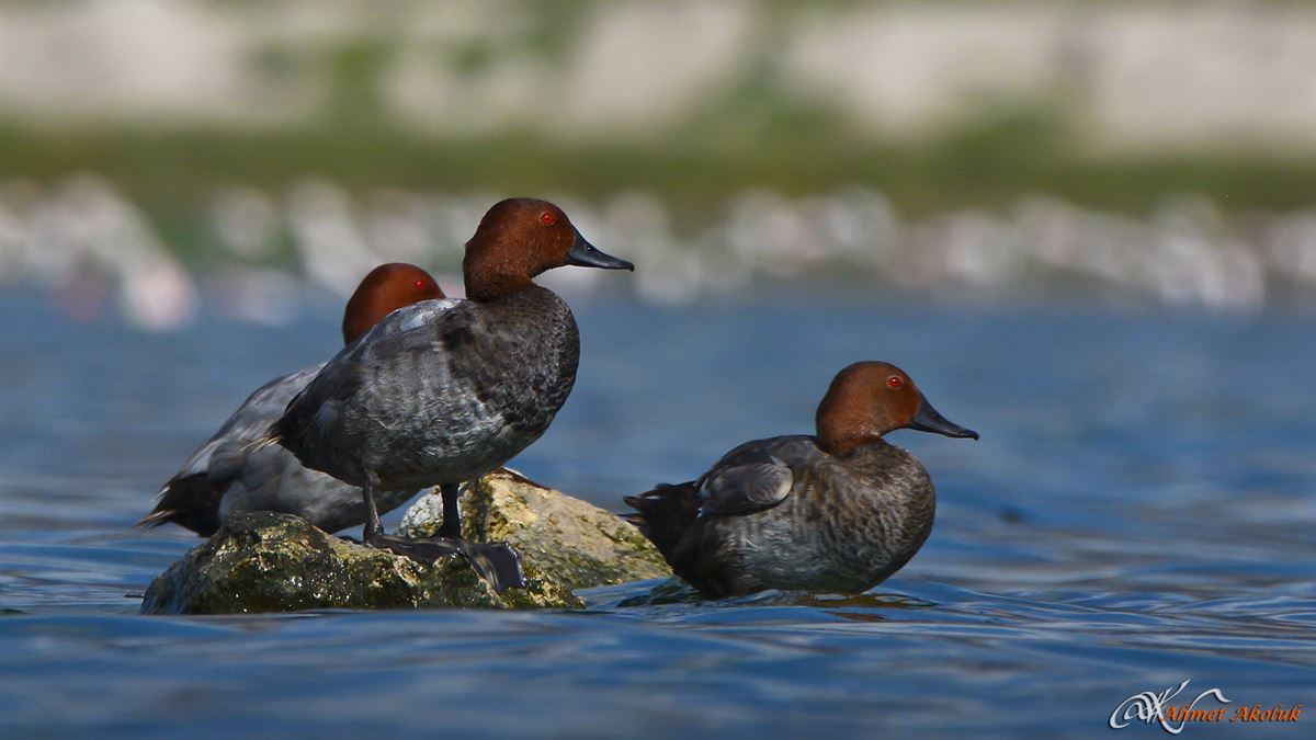 Common Pochard