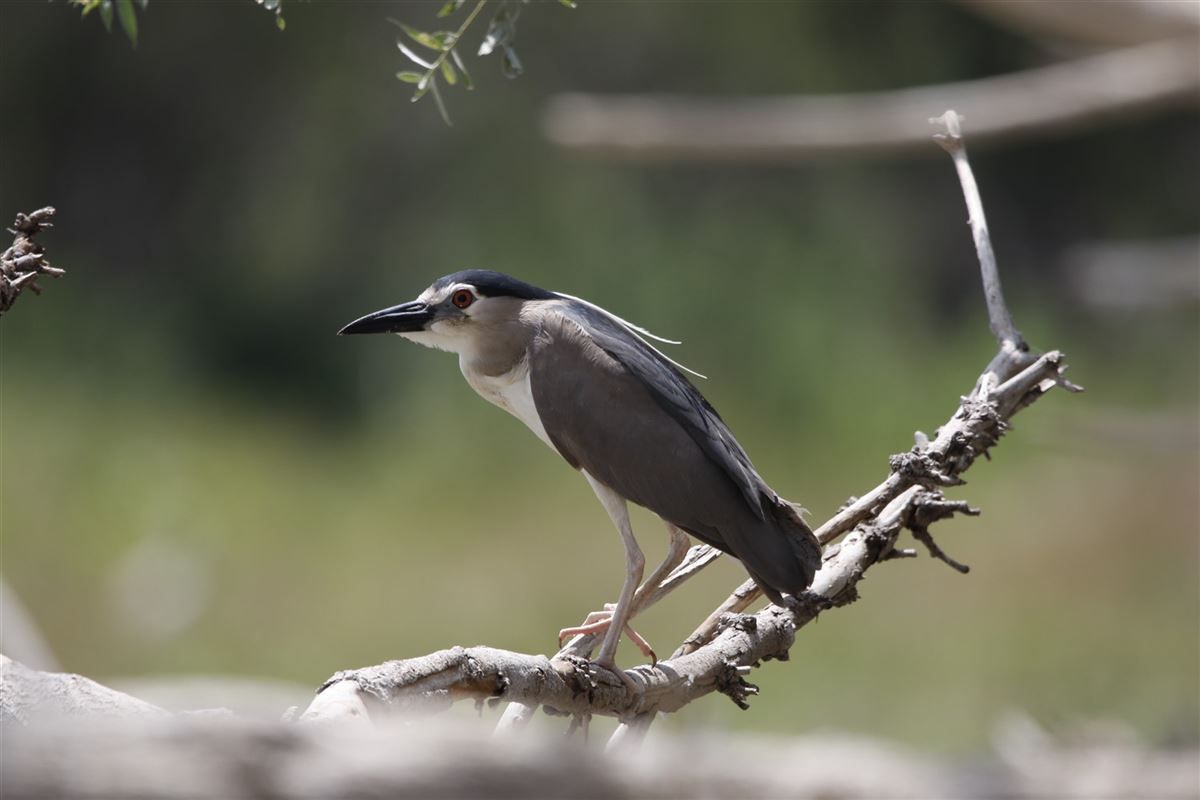 Black-crowned Night Heron