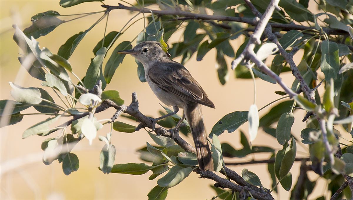 Upcher`s Warbler