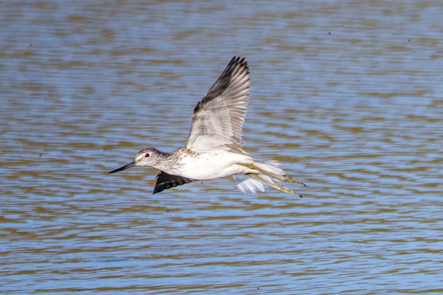 Common Greenshank
