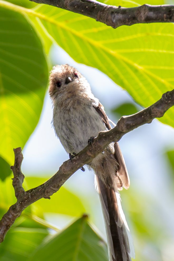 Long-tailed Tit