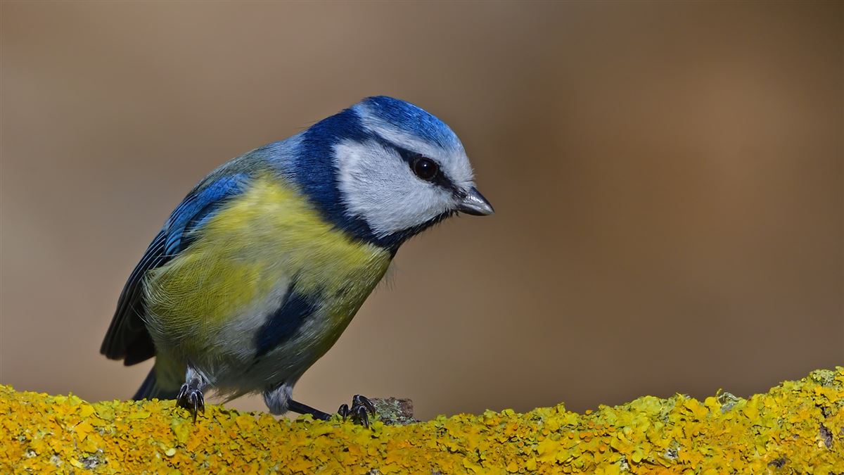 Eurasian Blue Tit