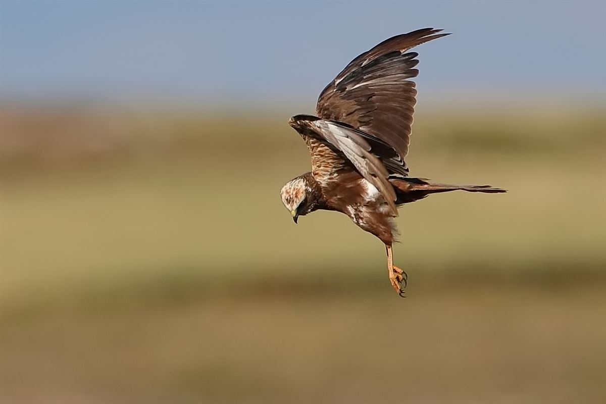 Western Marsh Harrier