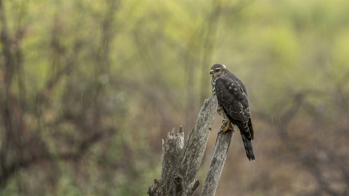 Levant Sparrowhawk