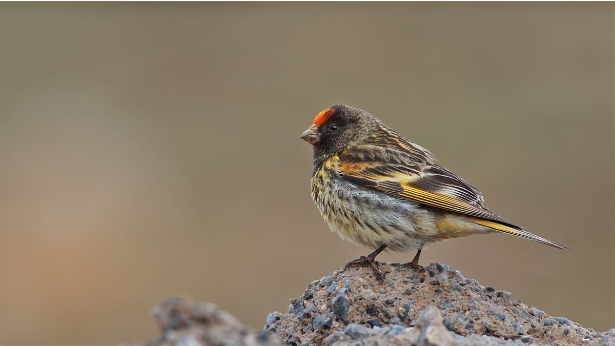 Red-fronted Serin