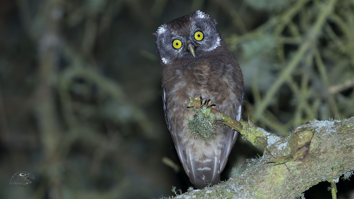 Boreal Owl