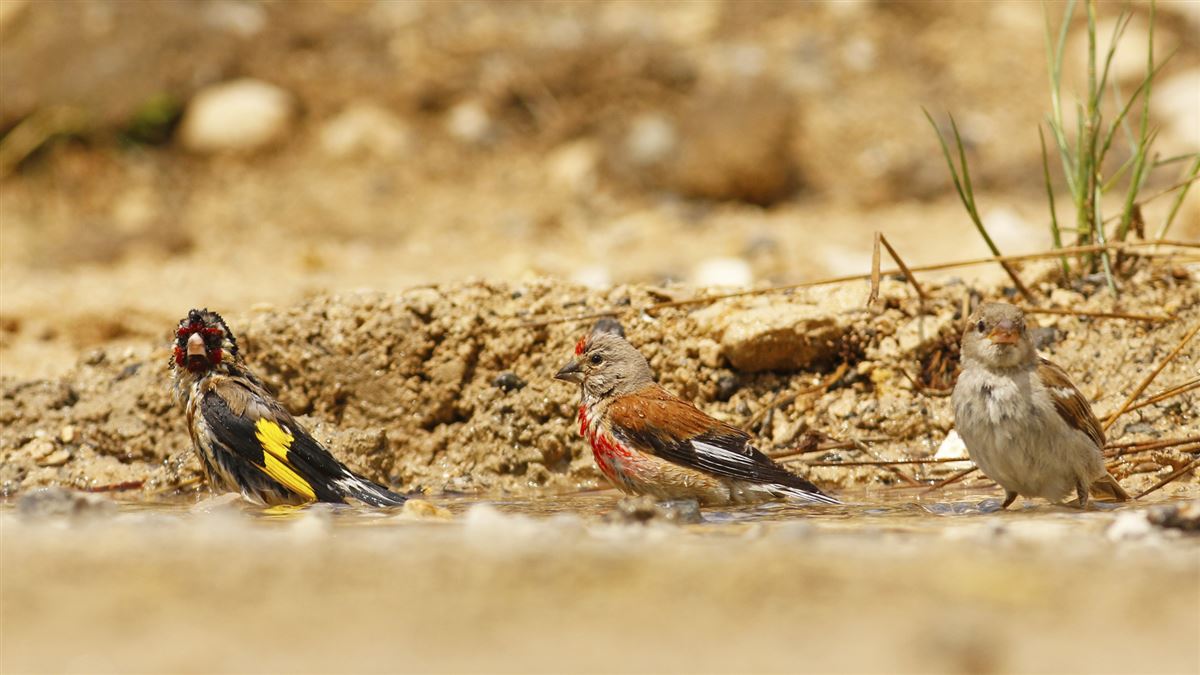 Common Linnet