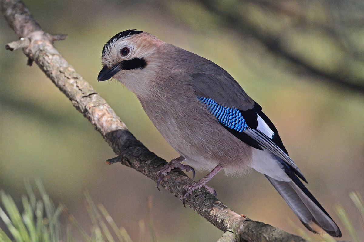 Eurasian Jay