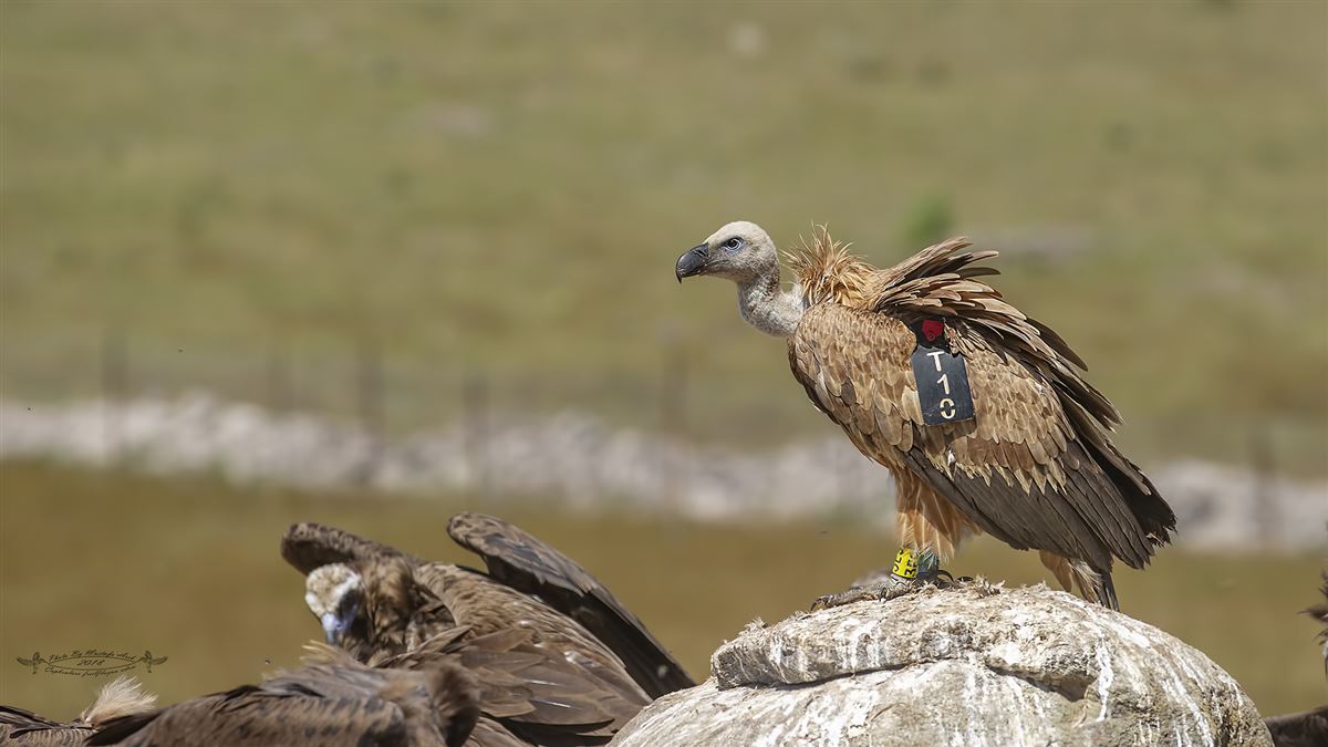 Griffon Vulture