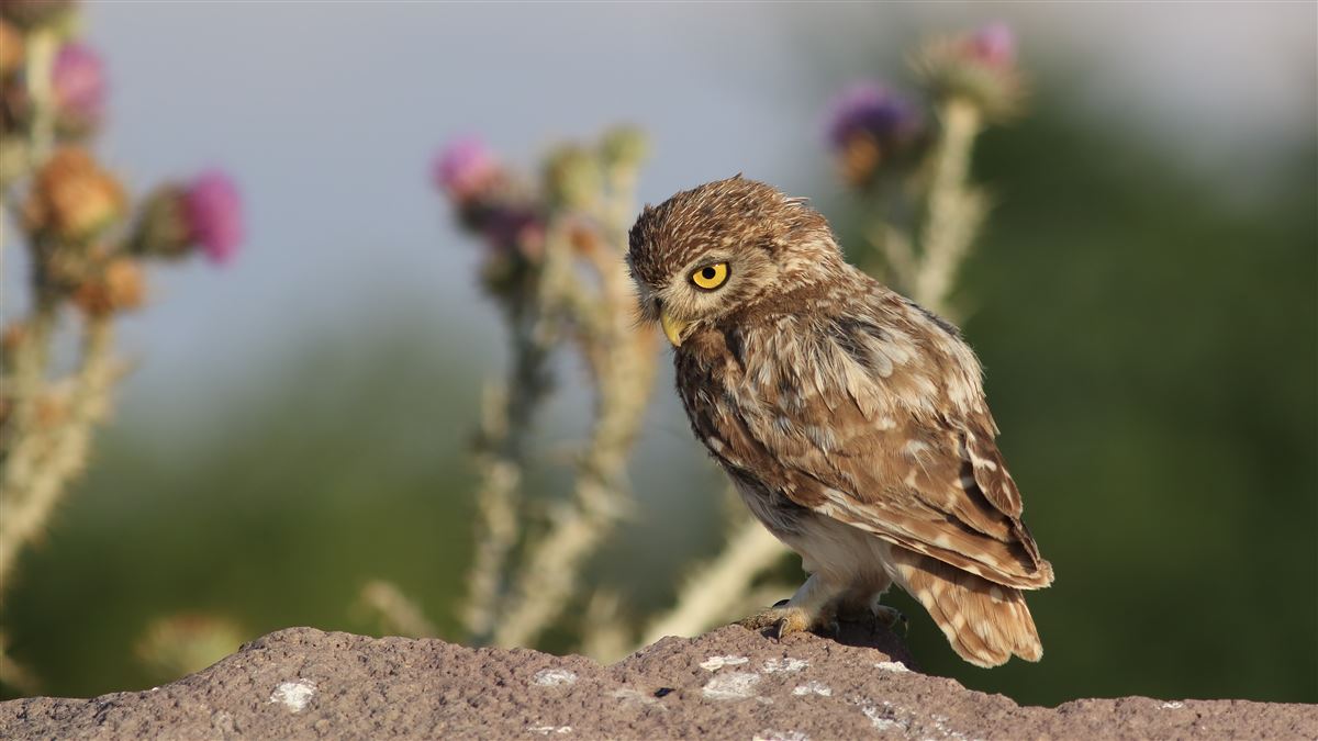 Little Owl