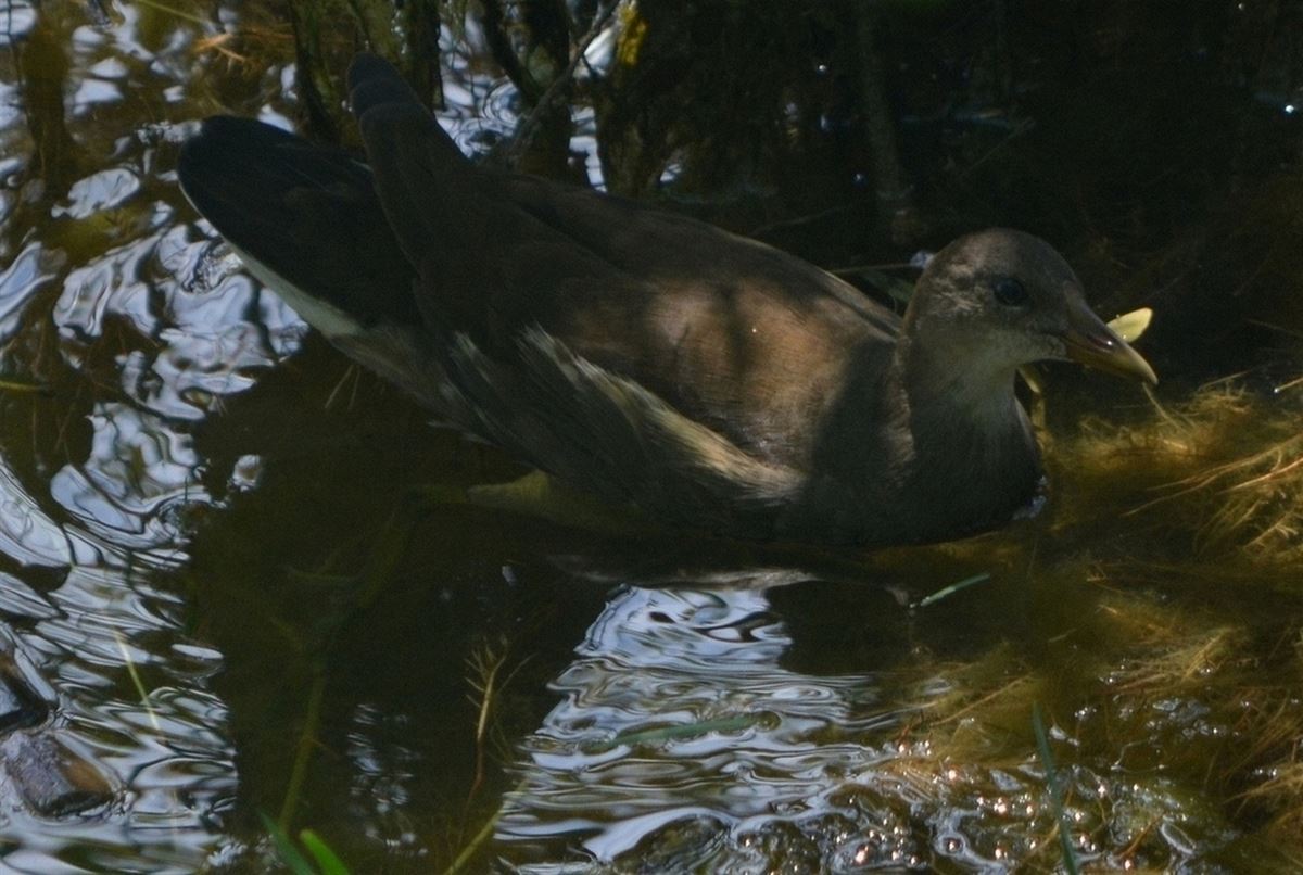 Common Moorhen