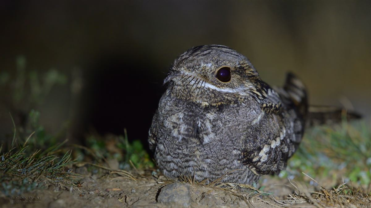 European Nightjar