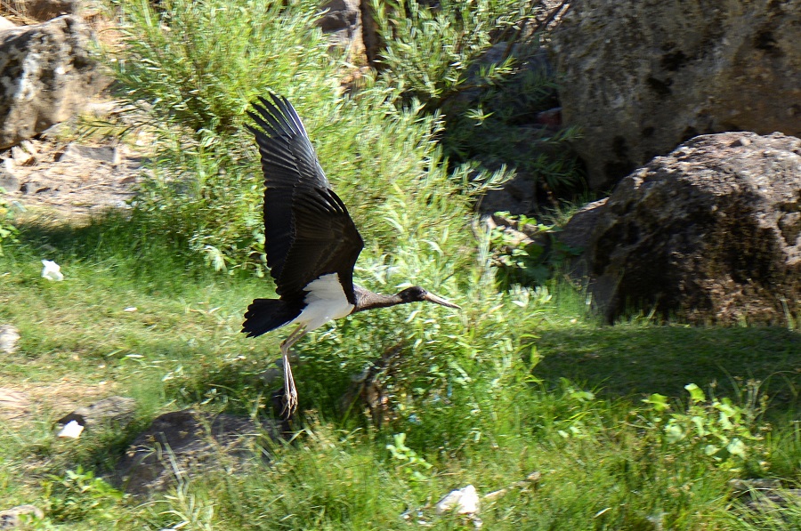 Black Stork
