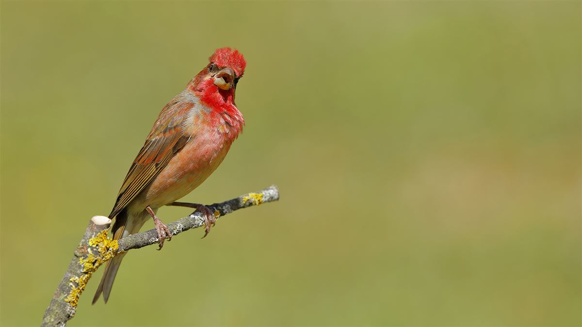 Common Rosefinch