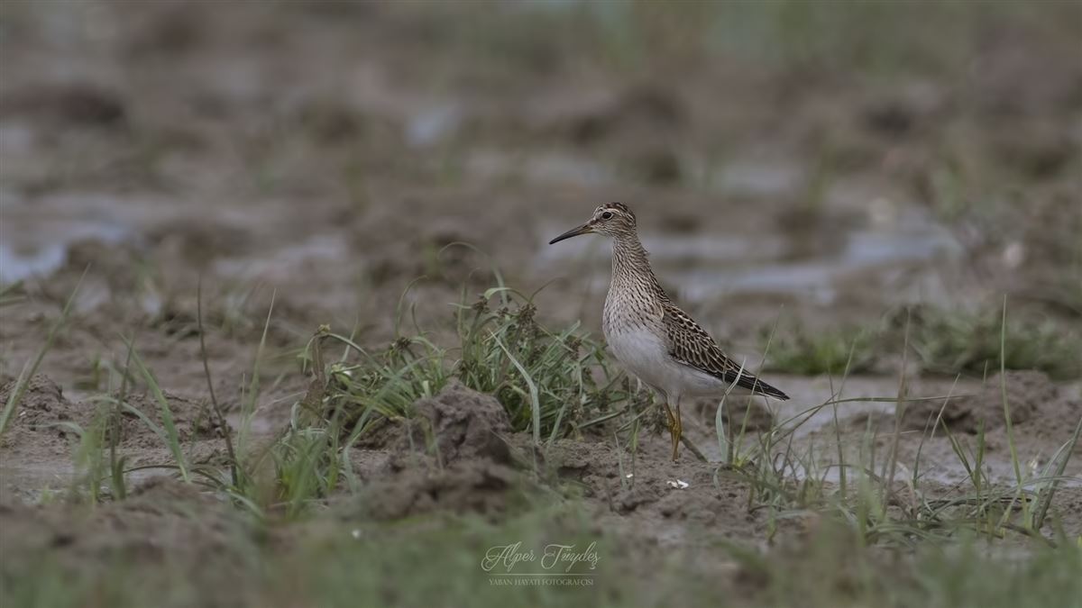 Pectoral Sandpiper