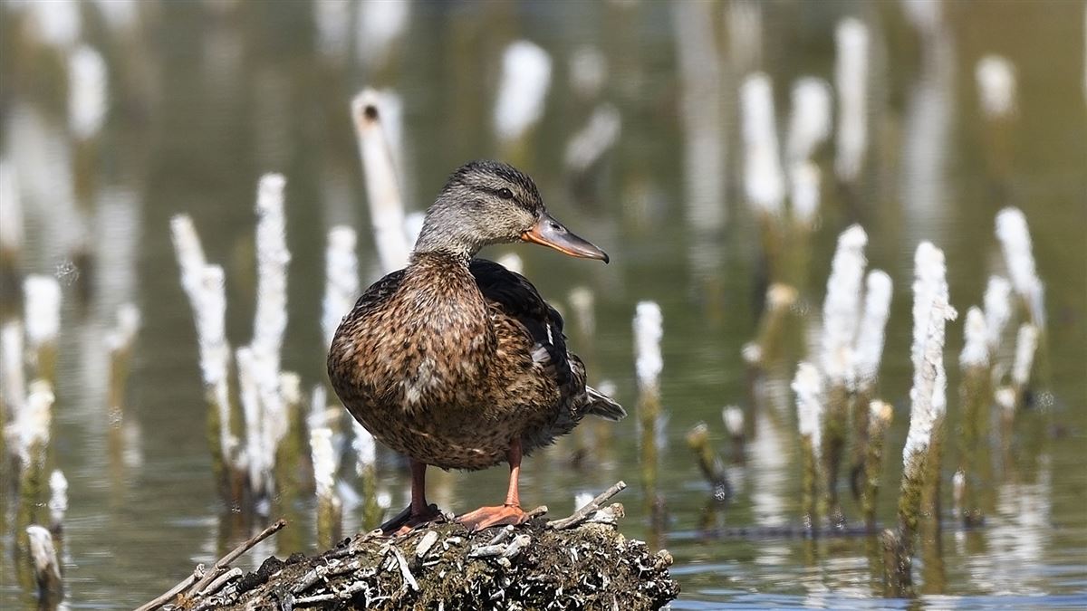 Mallard