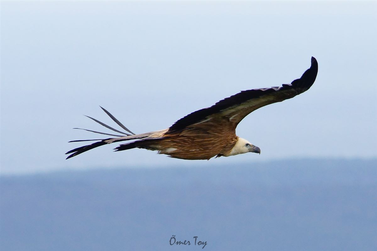 Griffon Vulture