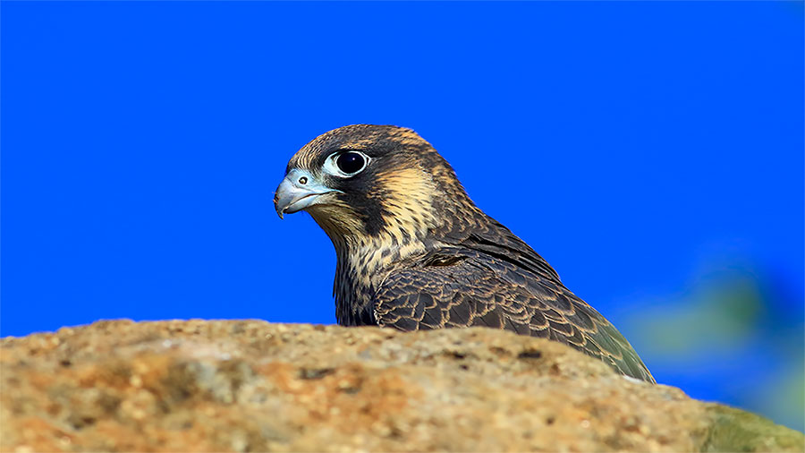 Peregrine Falcon