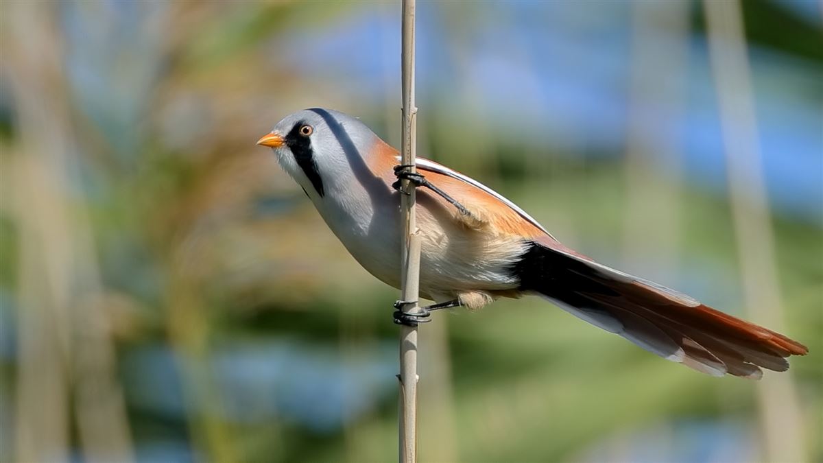 Bearded Reedling