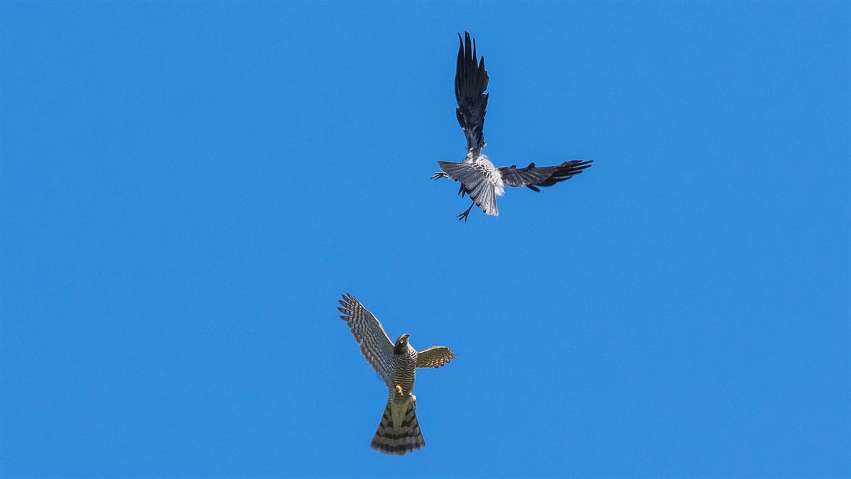 Eurasian Sparrowhawk