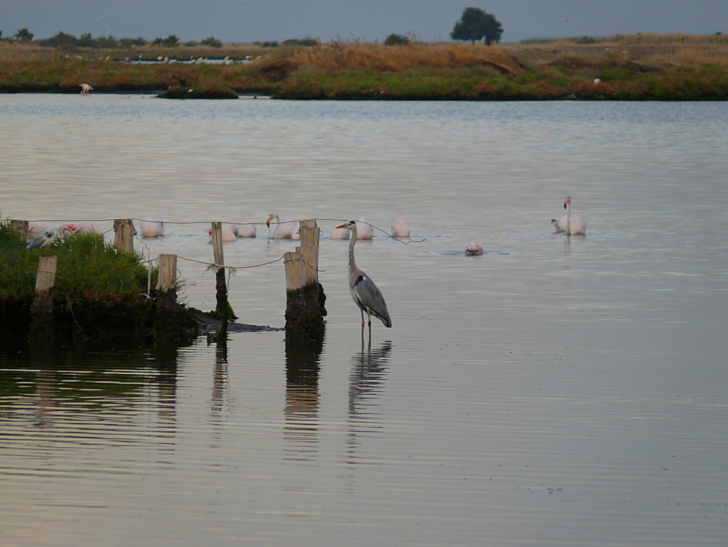 Grey Heron