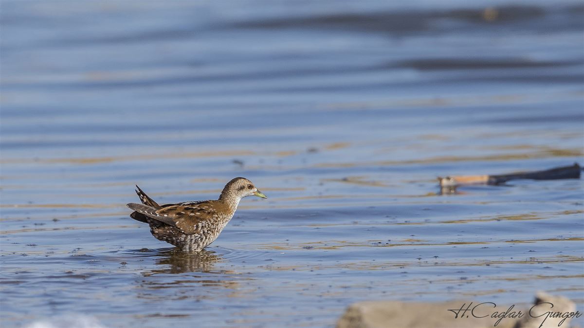 Little Crake