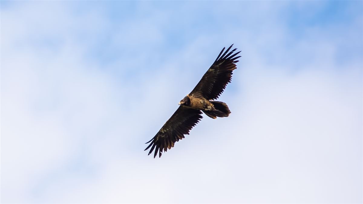 Bearded Vulture