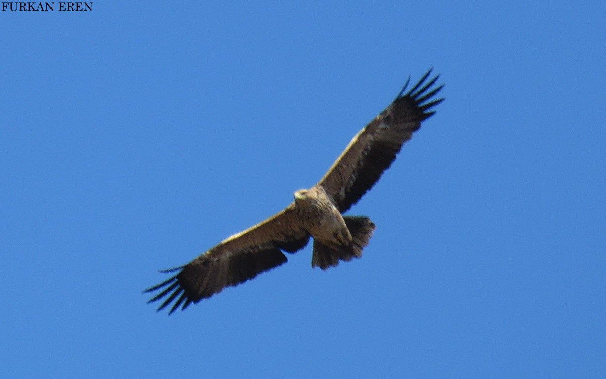 Eastern Imperial Eagle