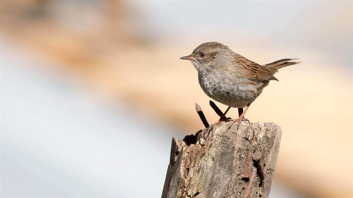 Dunnock