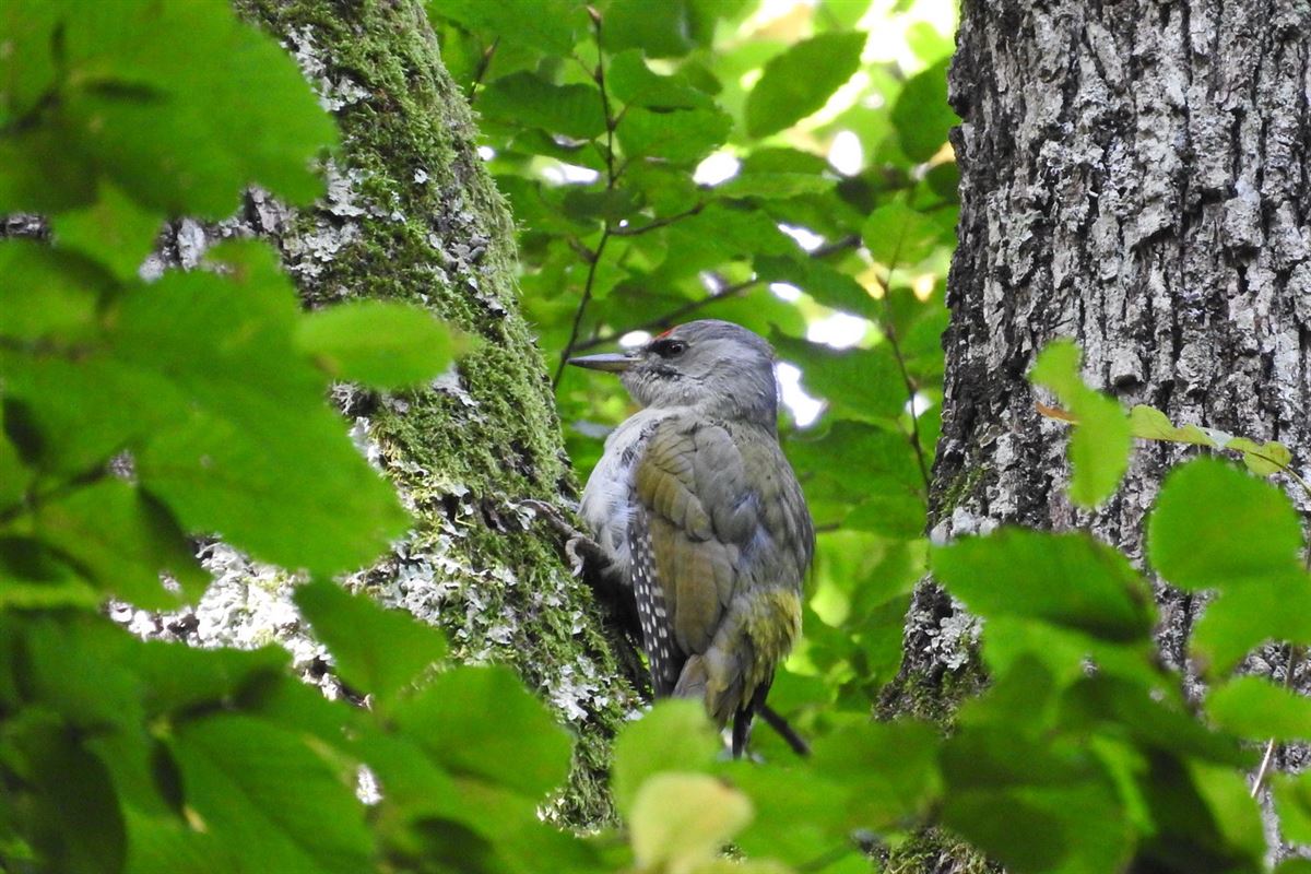 Grey-headed Woodpecker