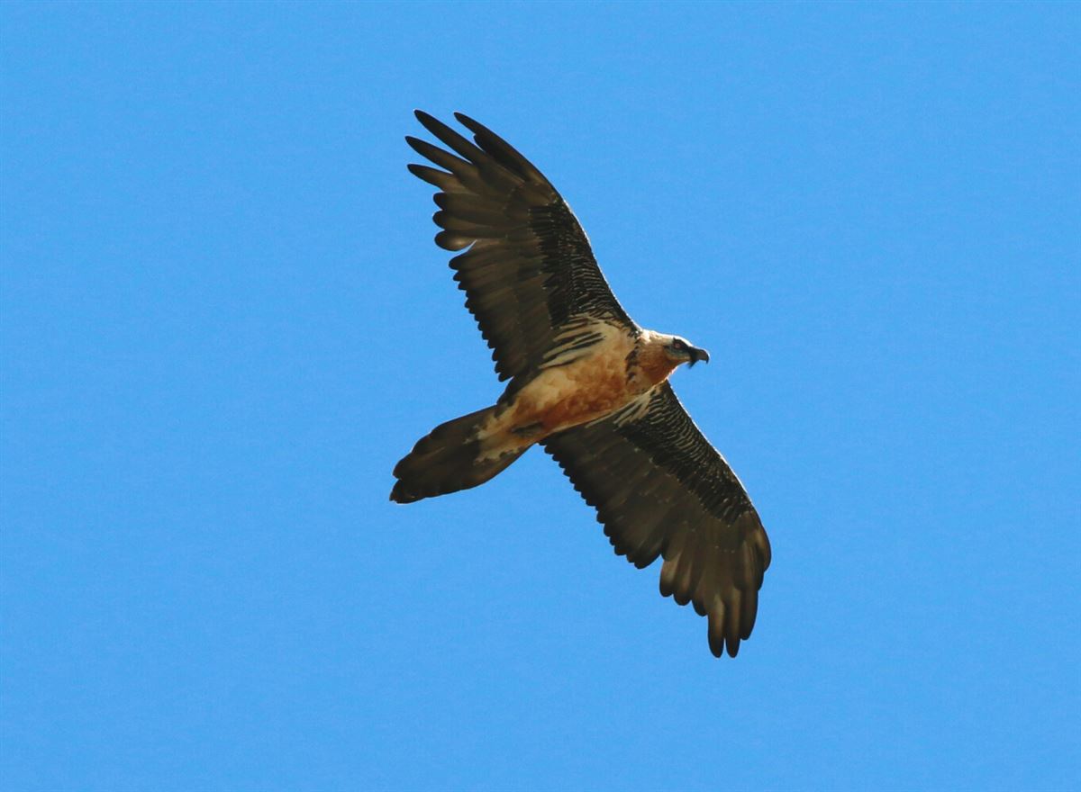 Bearded Vulture