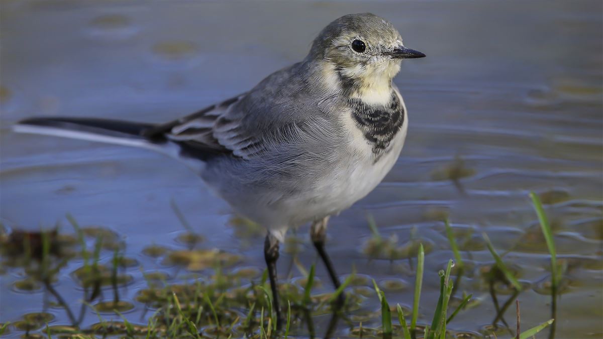 White Wagtail