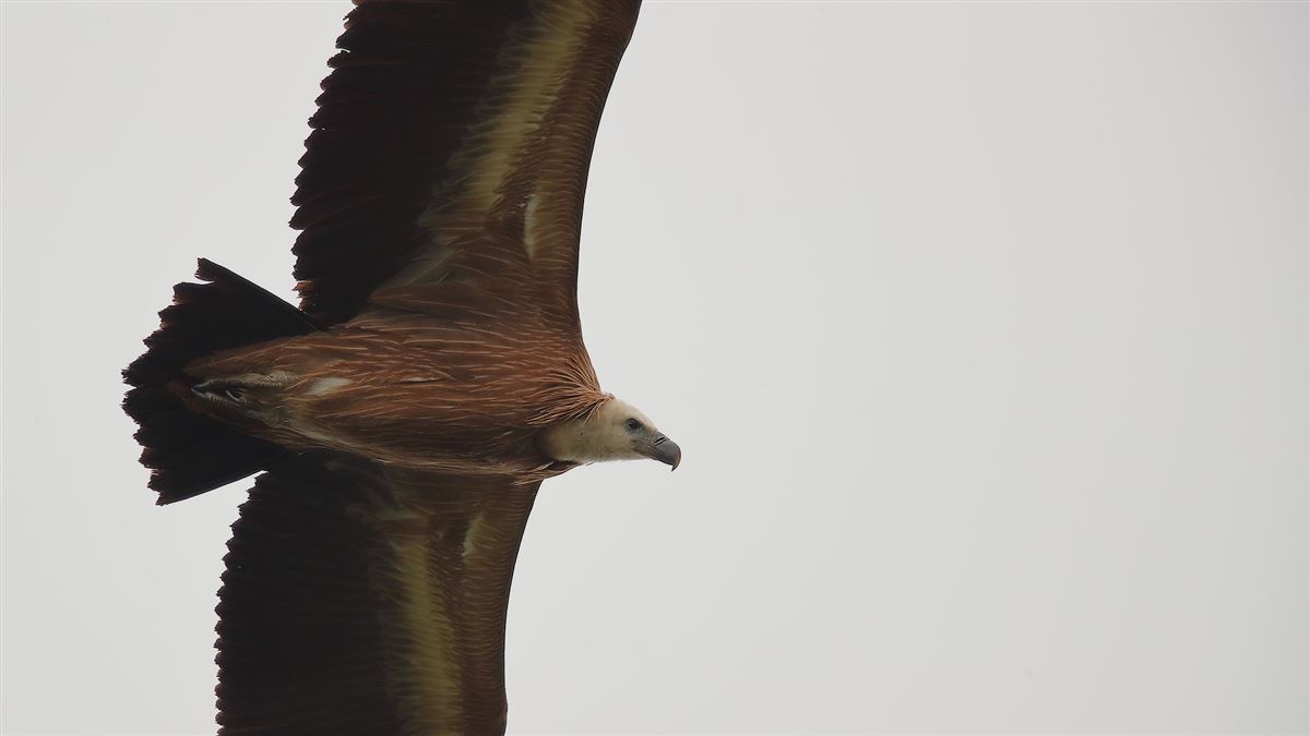 Griffon Vulture