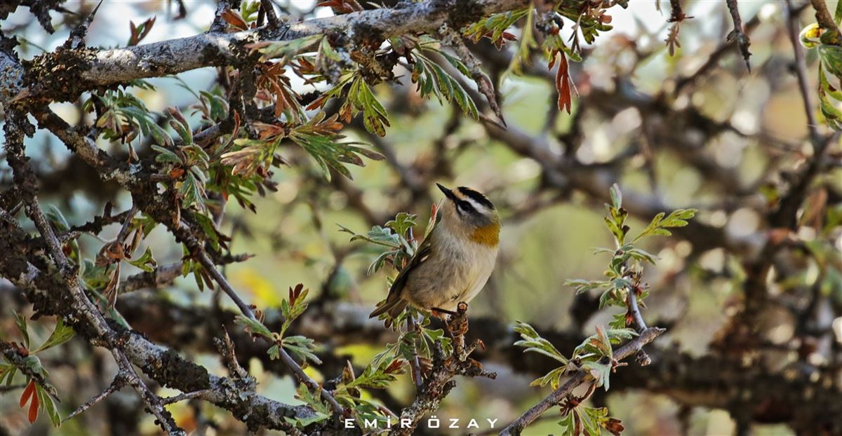 Common Firecrest
