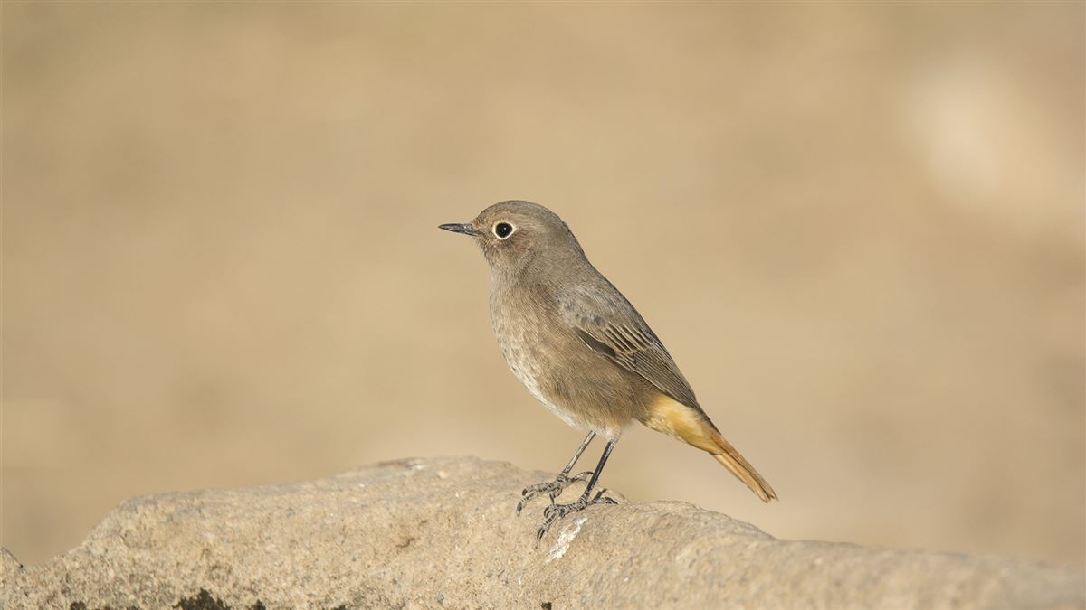 Black Redstart