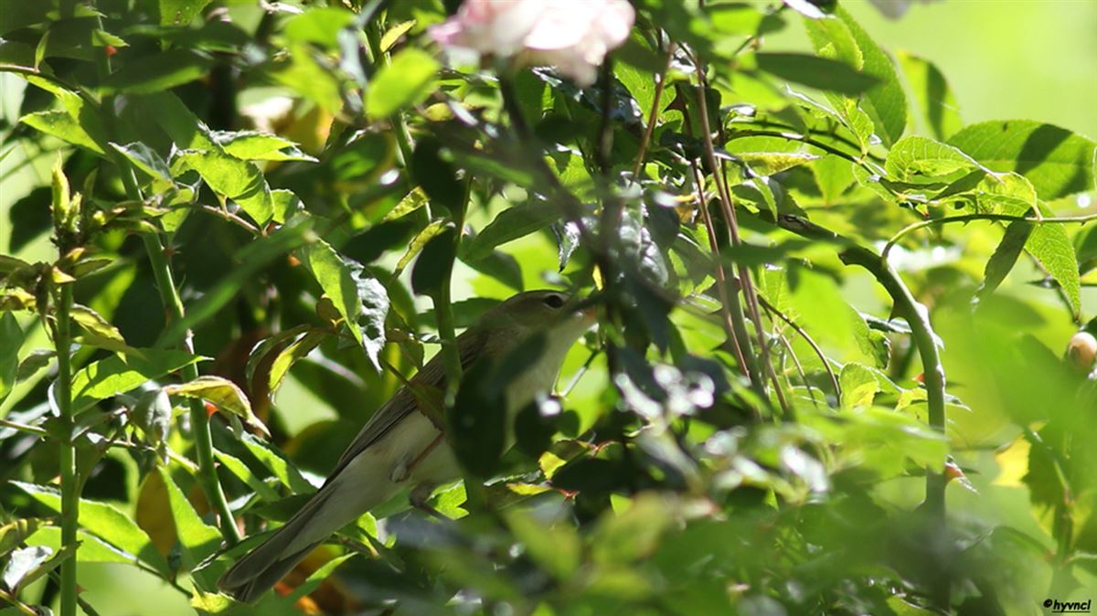 Eastern Olivaceous Warbler