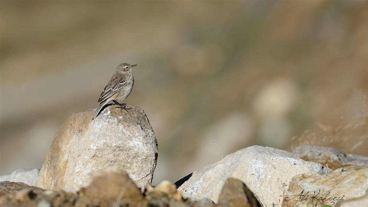 Water Pipit