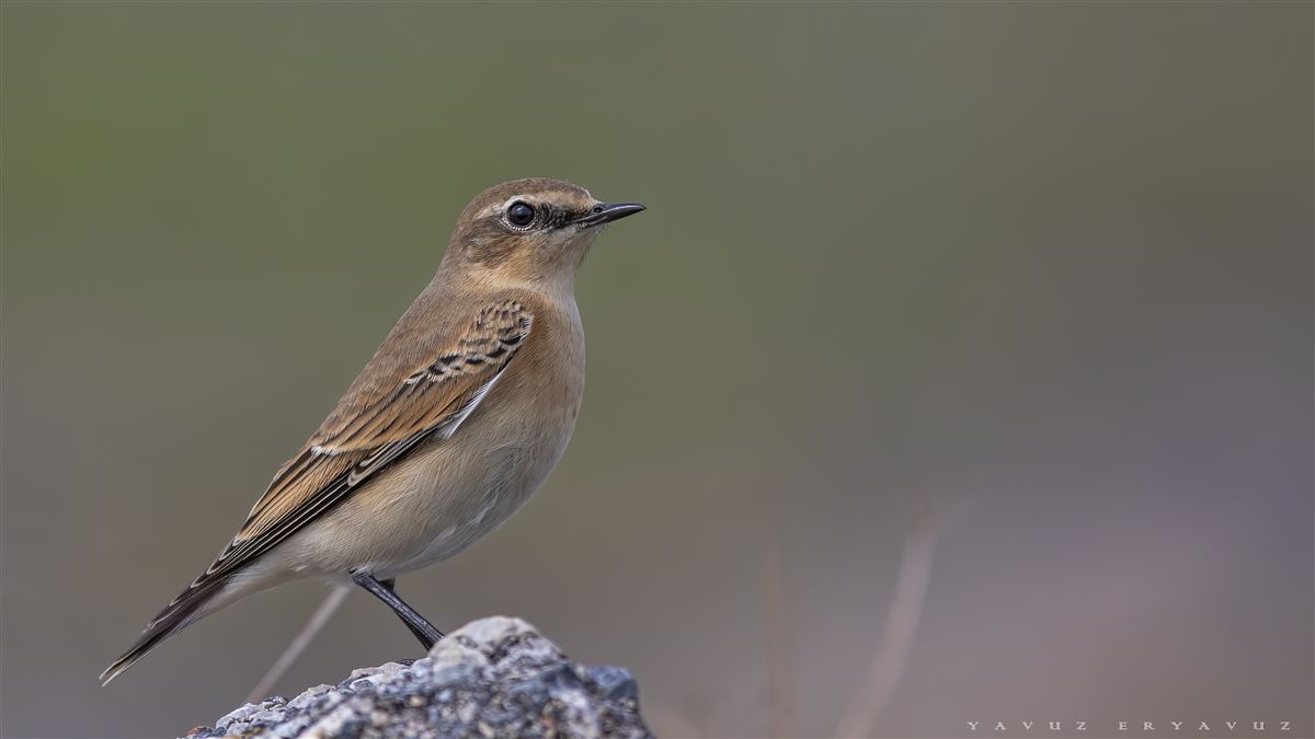 Northern Wheatear