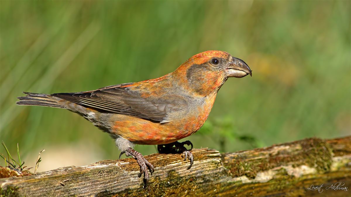 Red Crossbill