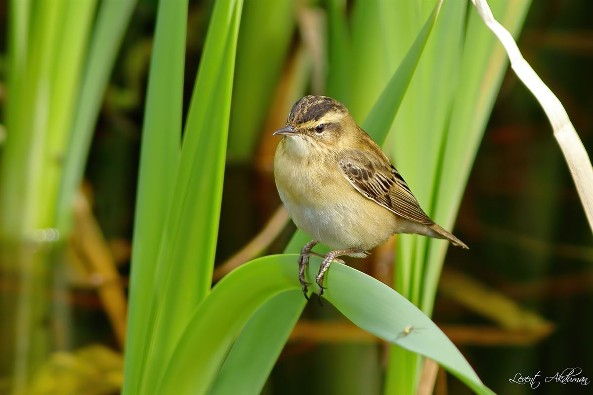 Sedge Warbler