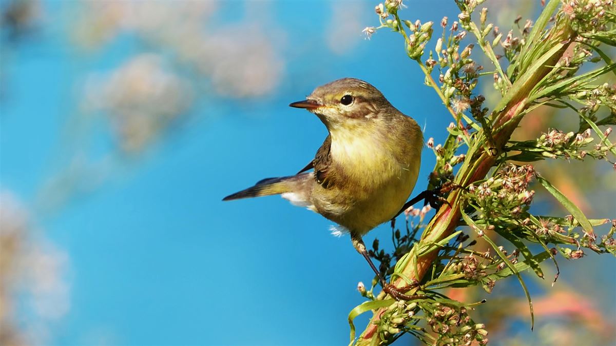 Willow Warbler