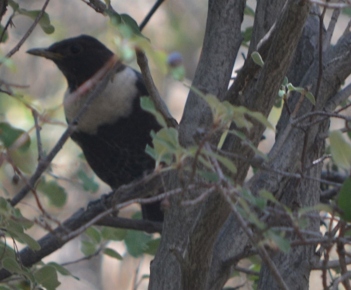 Ring Ouzel