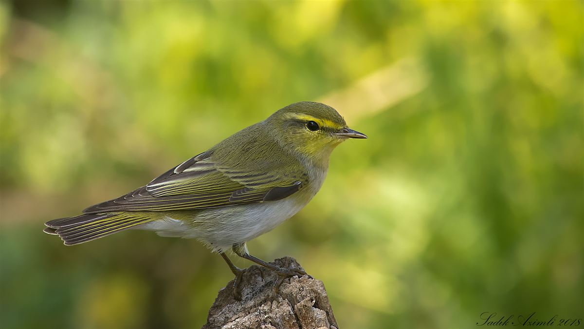 Wood Warbler