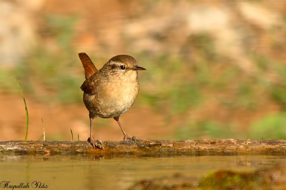 Eurasian Wren