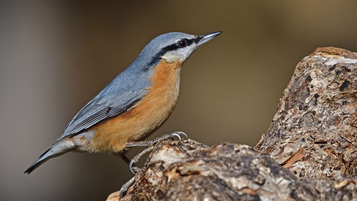 Eurasian Nuthatch