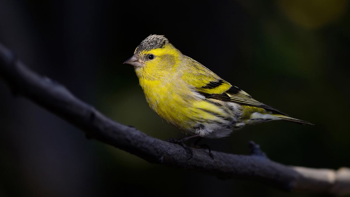 Eurasian Siskin